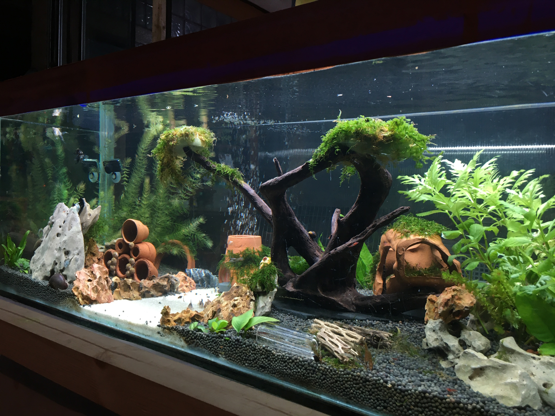 Escape the chaos of life with a calming home aquarium