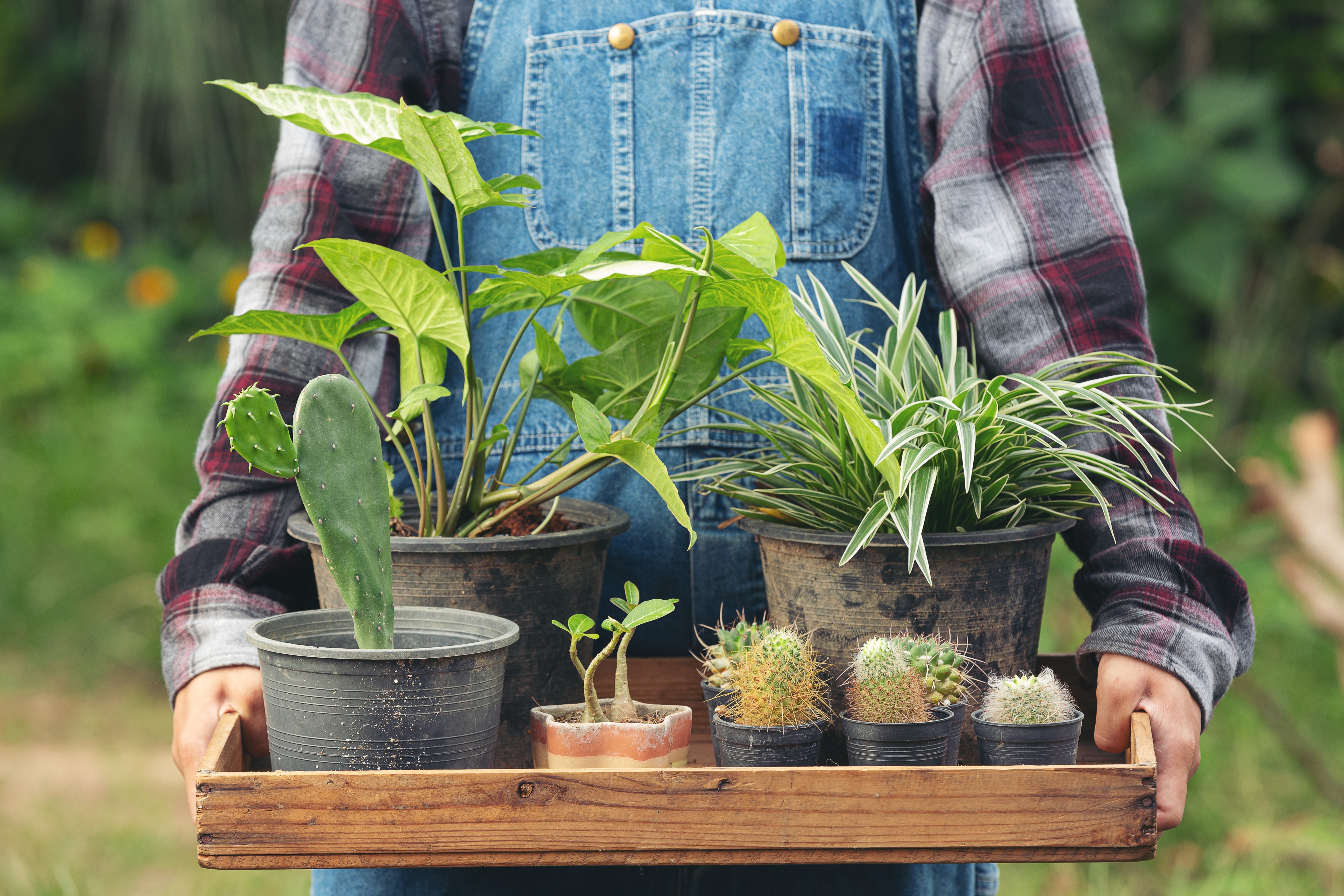 Outdoor spaces 4 - indigenous gardens