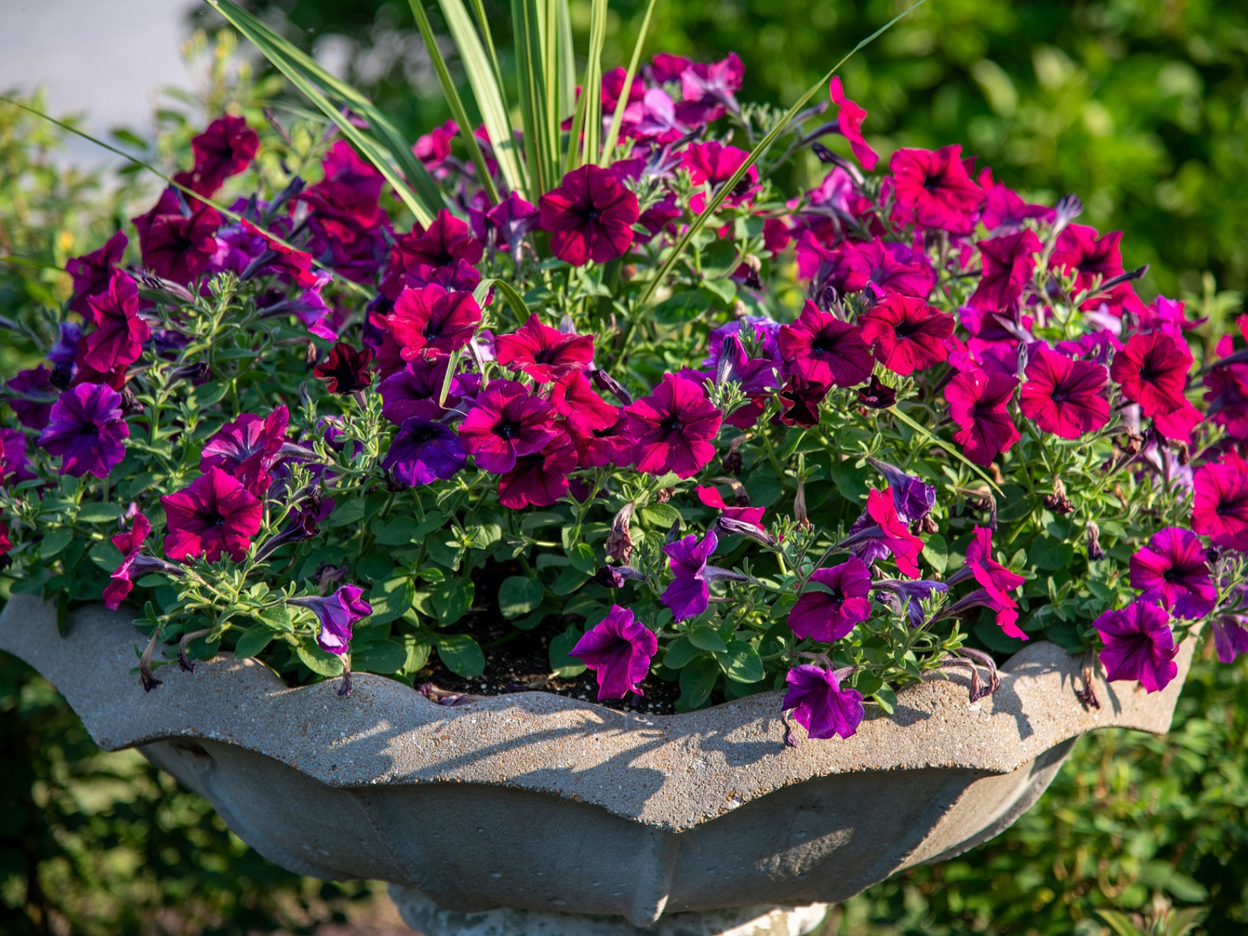 Petunias in summer garden