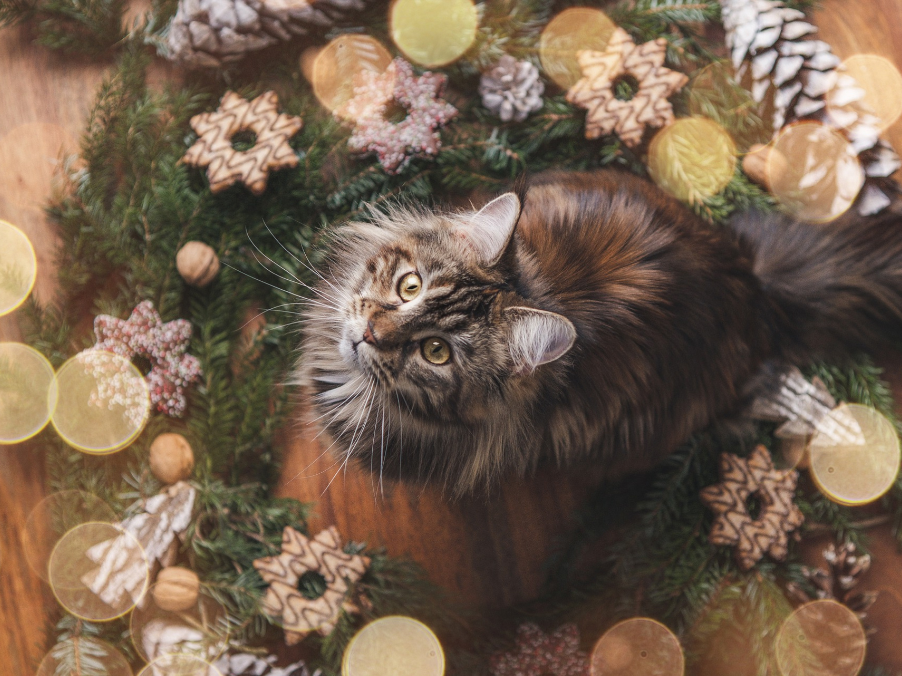 A cat sits within a Christmas wreath