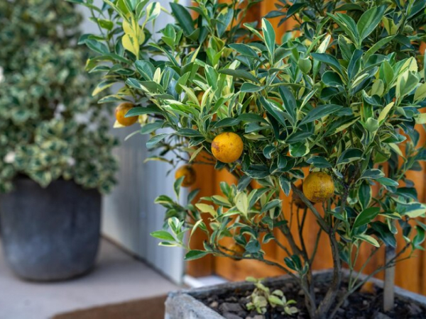 Backyard fruit garden 