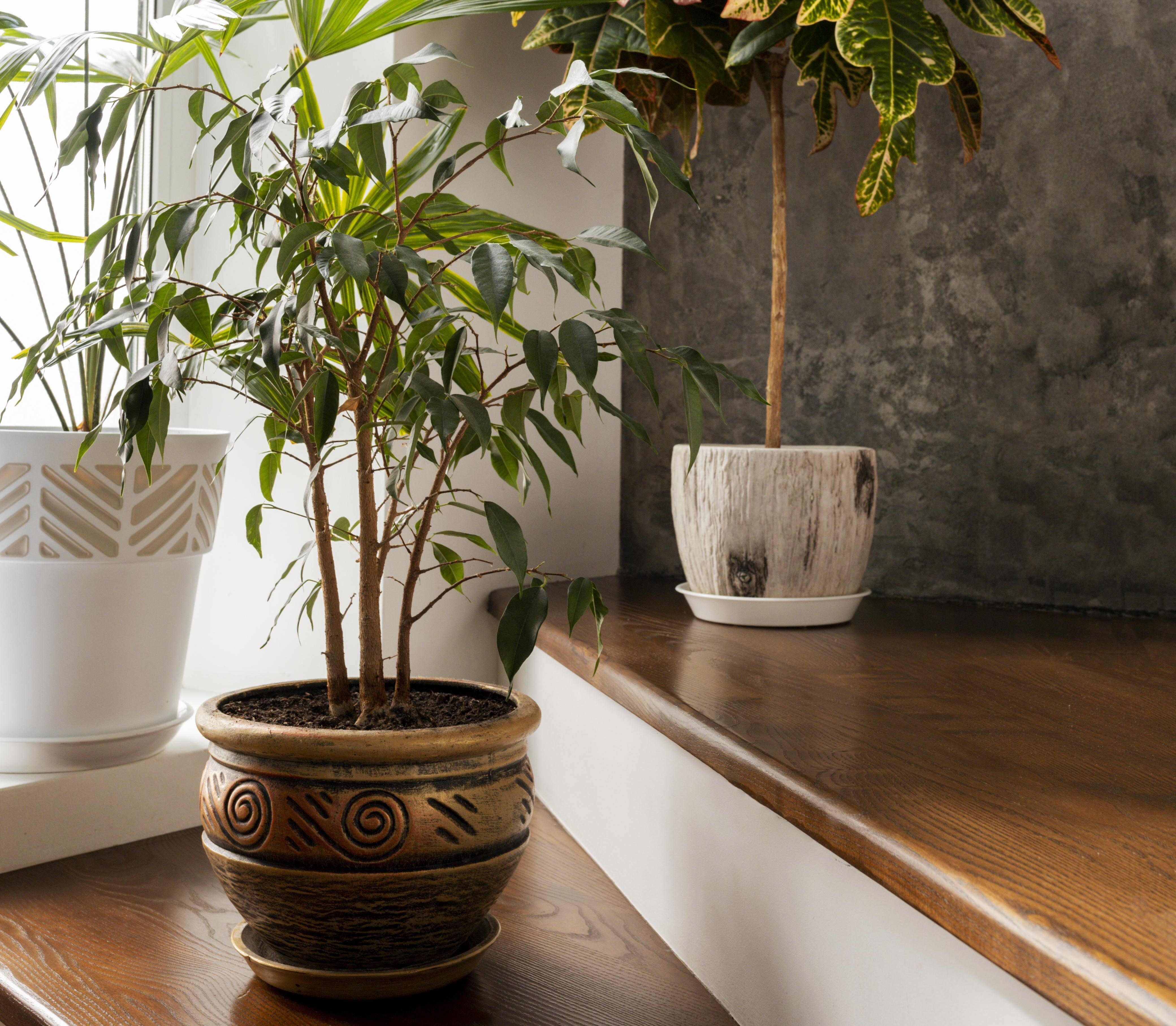 Large planters can also have a big impact inside your home