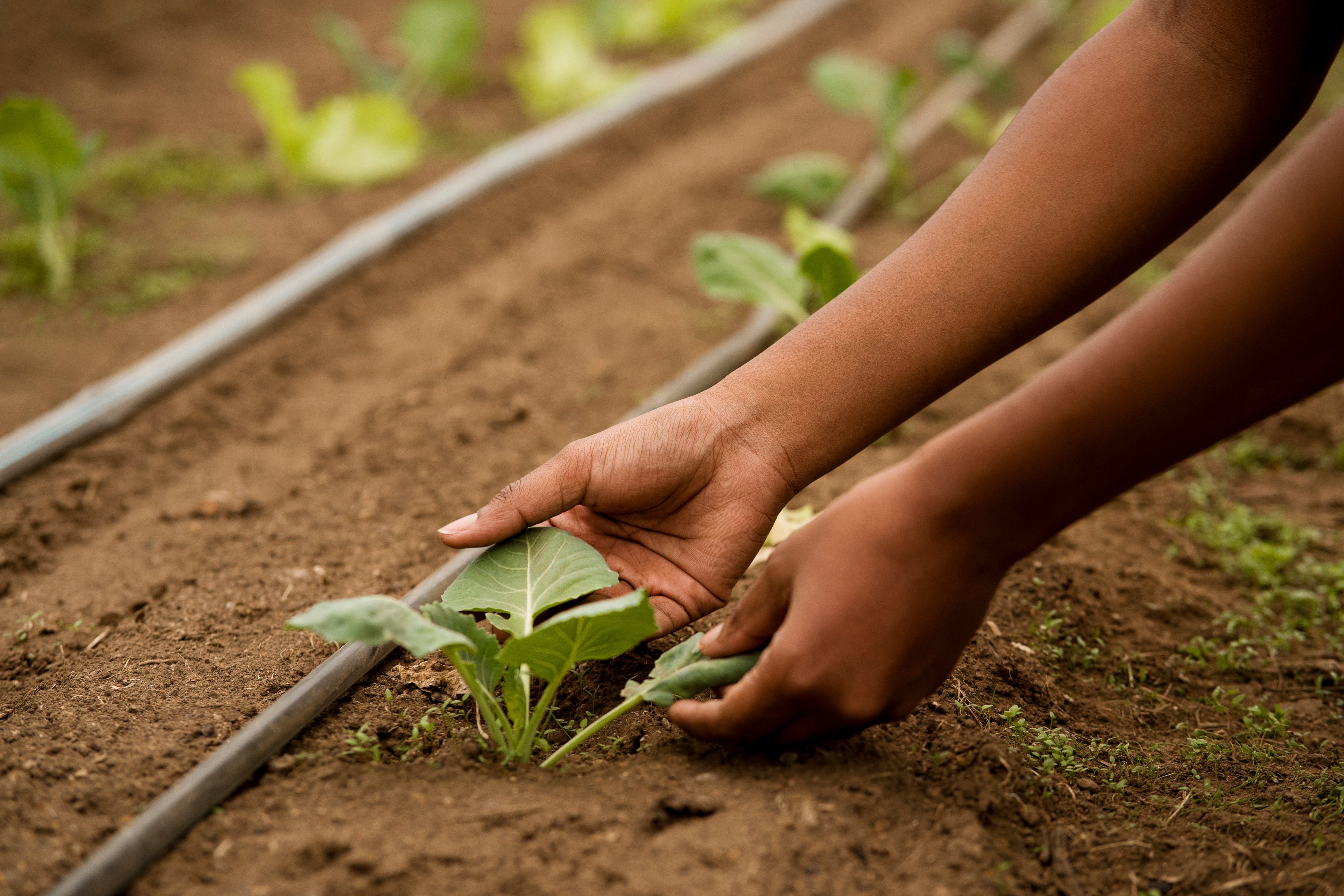 Soil health is a key element of water saving, which is one of the cornerstones of regenerative design